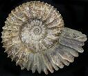 Pavlovia Ammonite Fossil - Siberia #29781-1